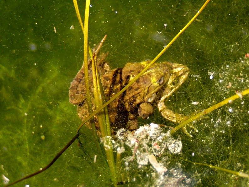 Il Laghetto del Centro di Entomologia - Piombino (LI)